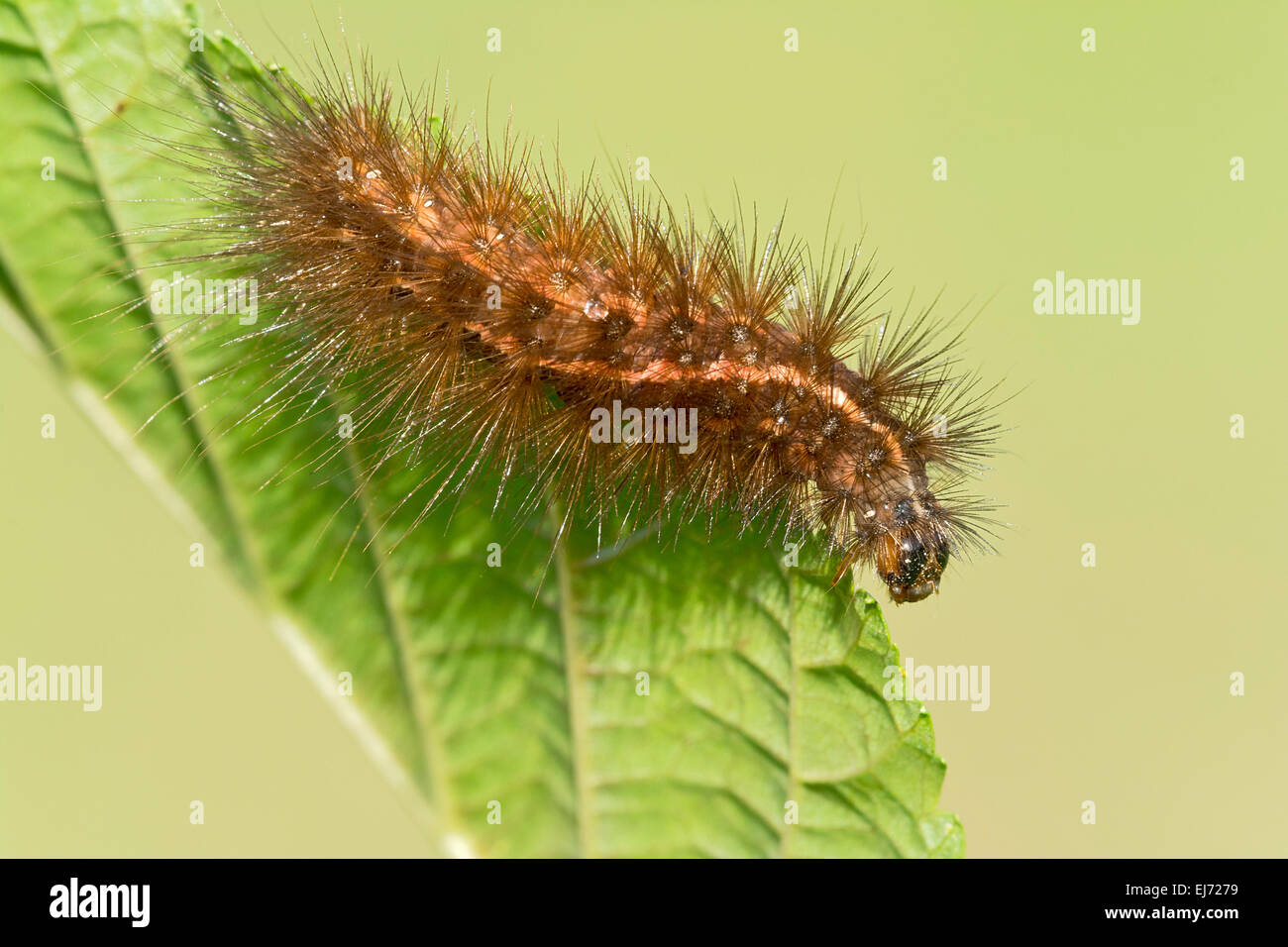 Raupe des Musselin Moth (Diaphora Mendica), Tirol, Österreich Stockfoto