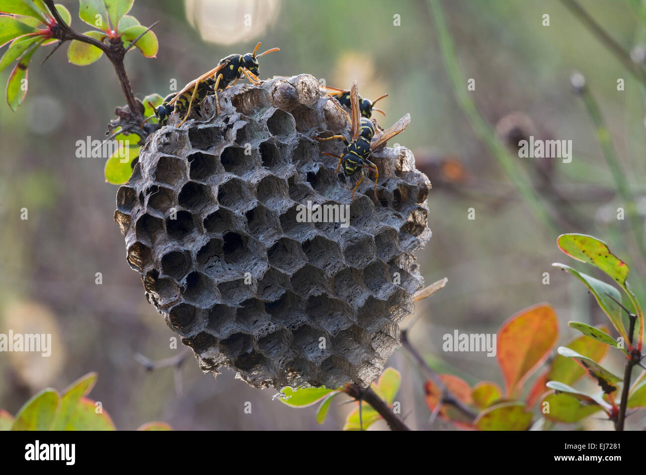 Papier-Wespen (Polistes Nimpha) am Nest, Tirol, Österreich Stockfoto