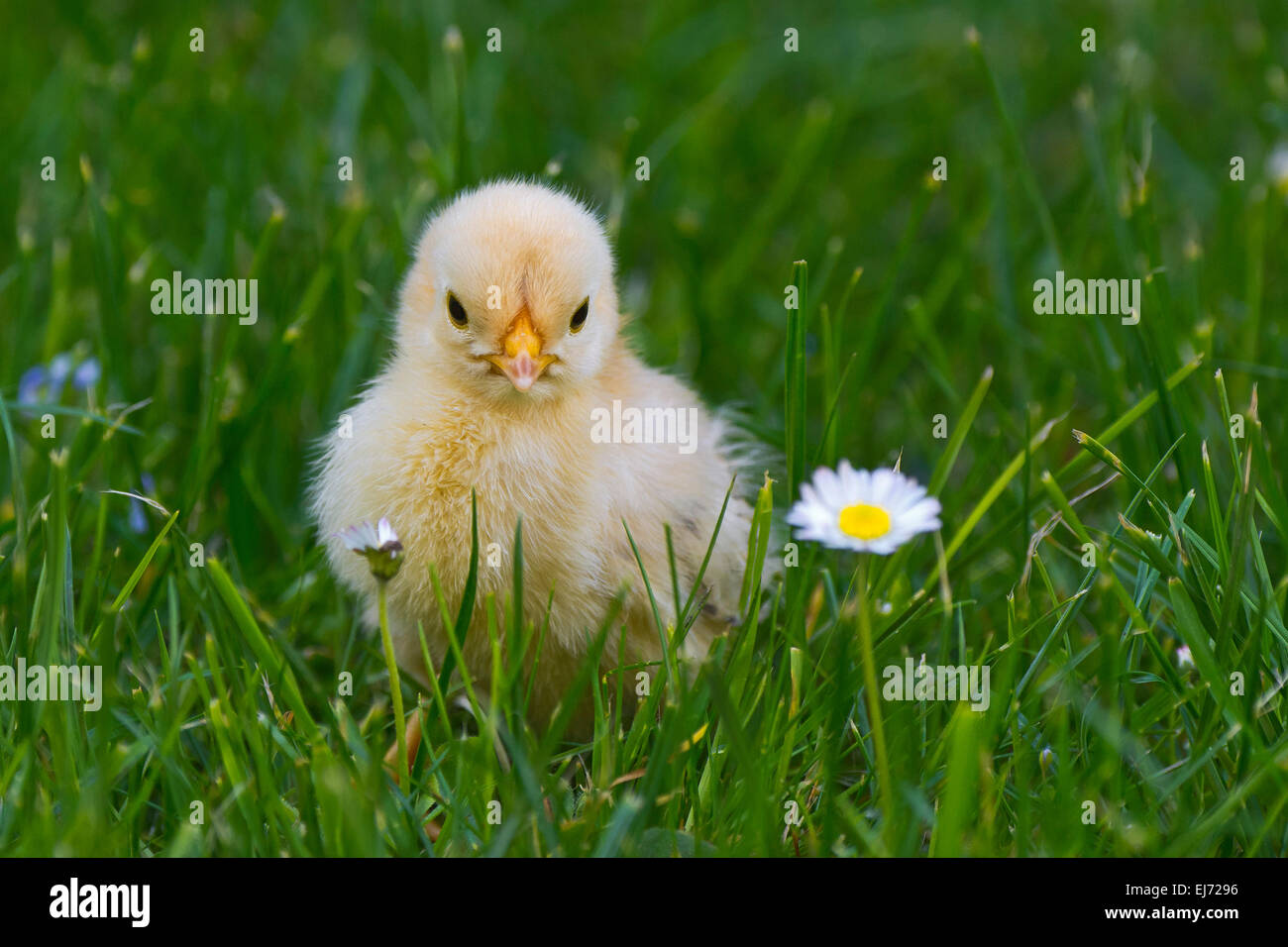 Bantam Küken, Tirol, Österreich Stockfoto