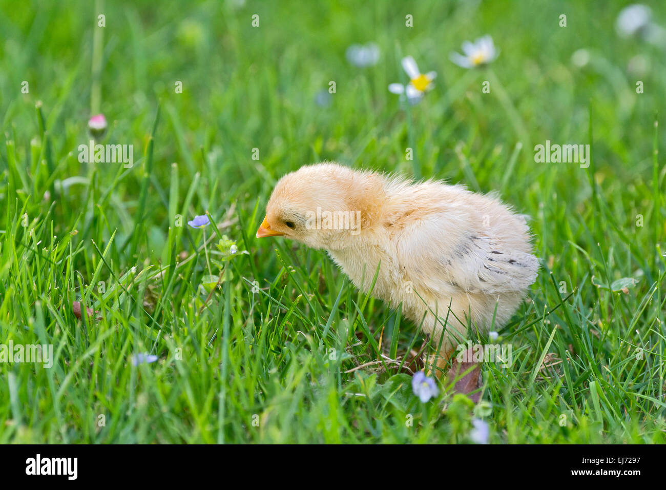 Bantam Küken, Tirol, Österreich Stockfoto