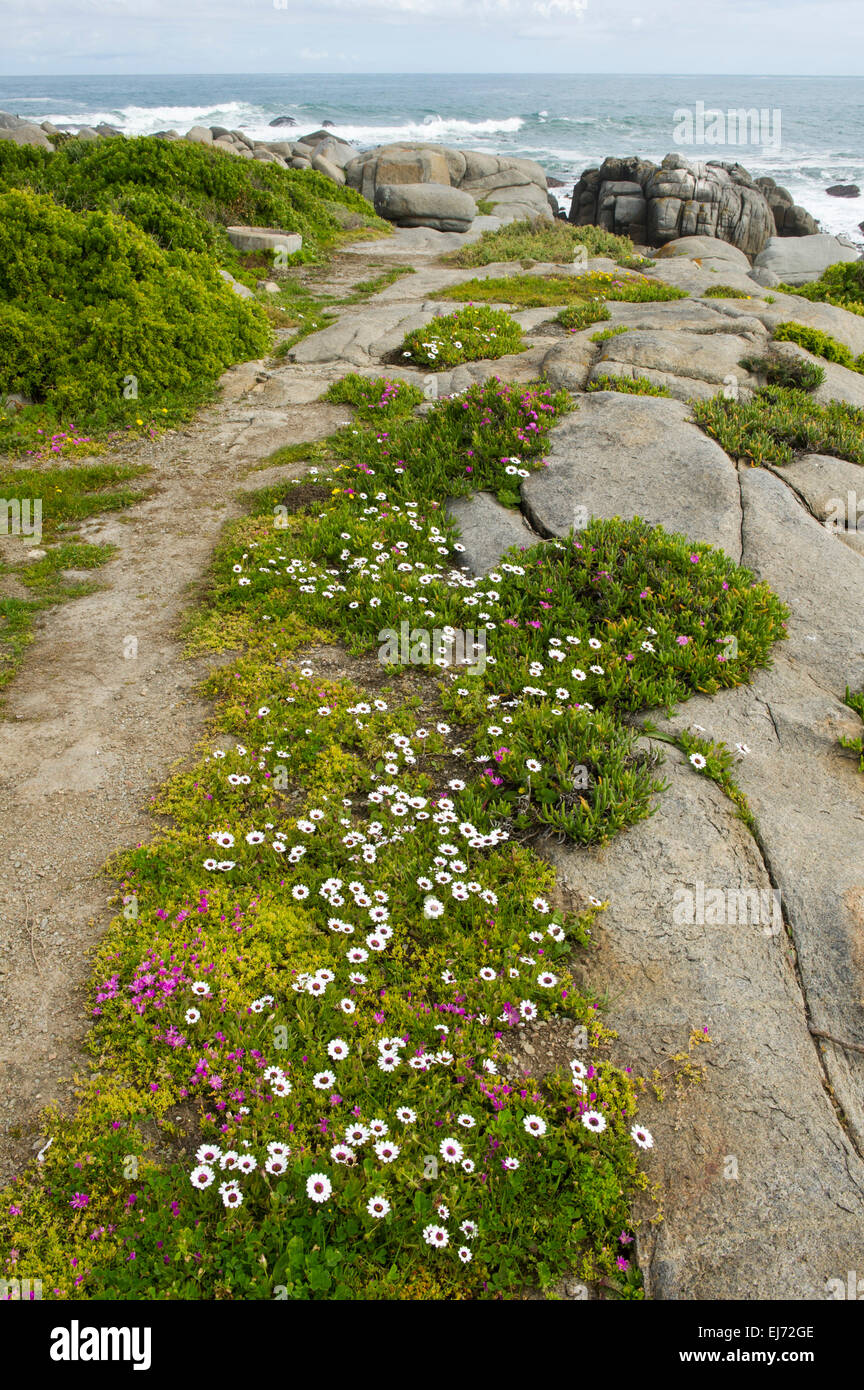 Frühlingsblumen Sie, West Coast National Park, Postberg Abschnitt, Südafrika Stockfoto