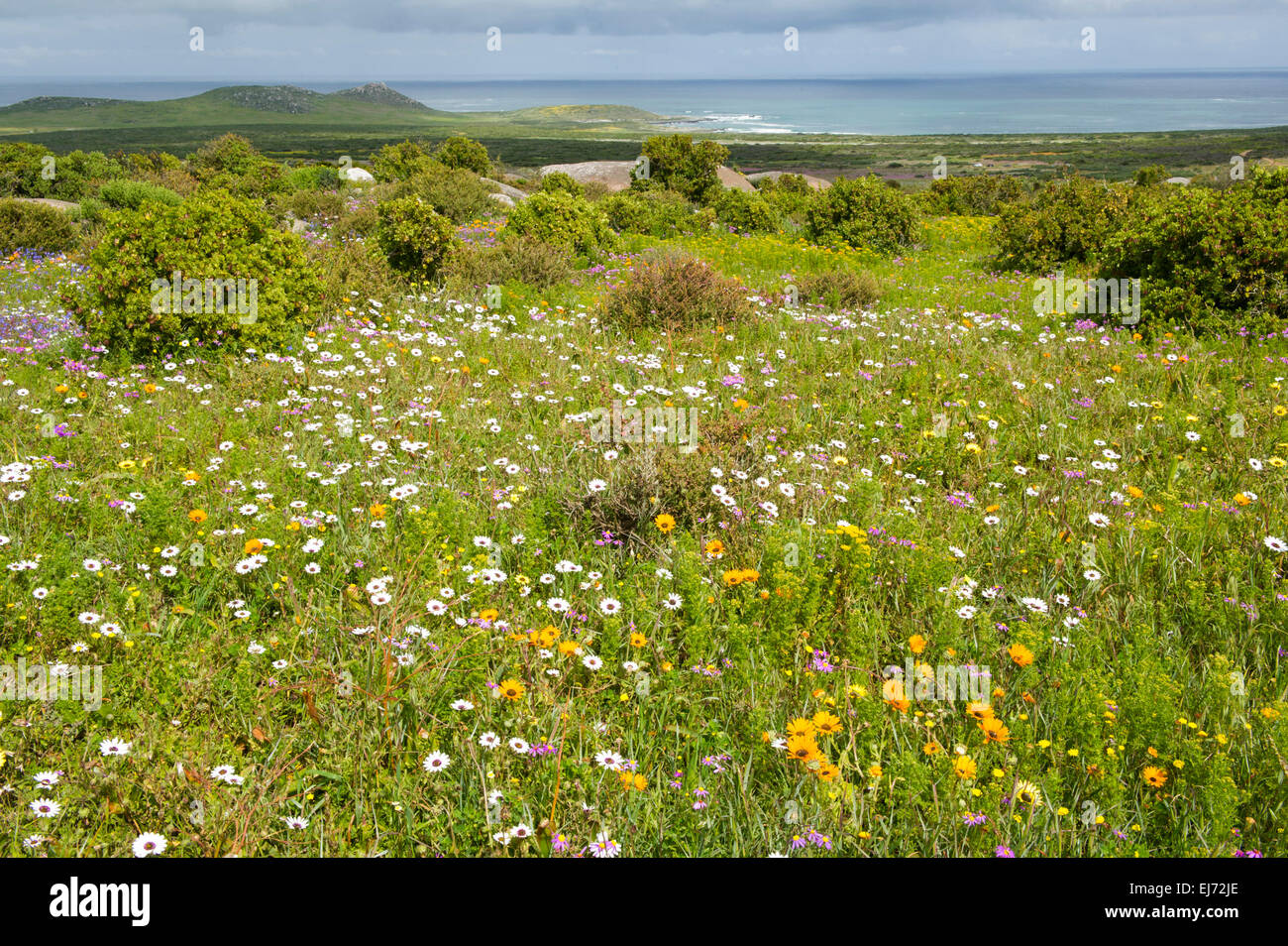 Frühlingsblumen Sie, West Coast National Park, Postberg Abschnitt, Südafrika Stockfoto