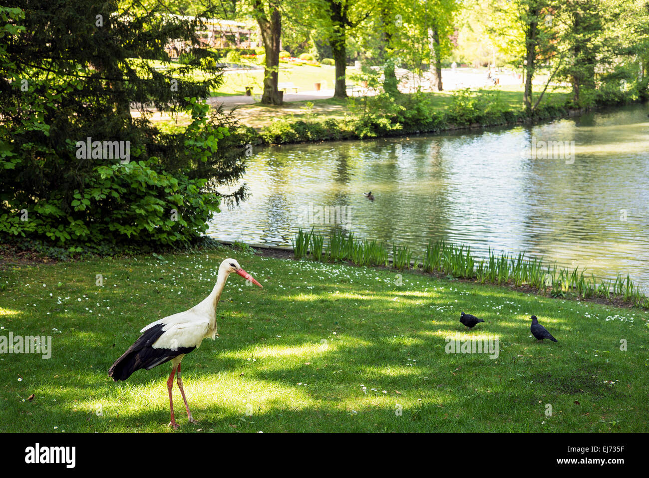 Weißstorch, Ciconia ciconia, und Tauben, Parc de l'Orangerie Park, Straßburg, Elsass, Frankreich, Europa Stockfoto