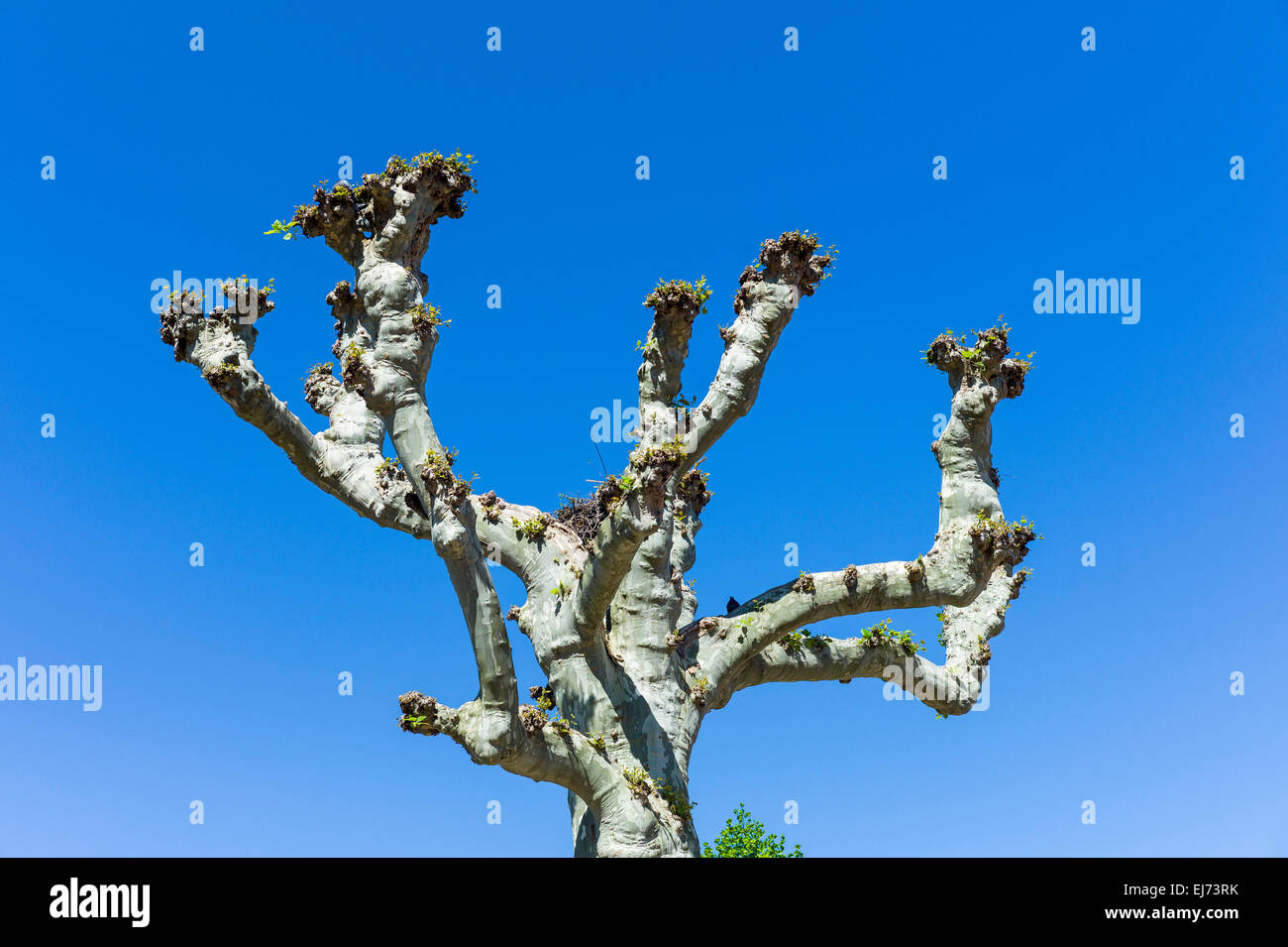 Beschnittene Linden gegen den blauen Himmel, in der Frankreich Europa Stockfoto