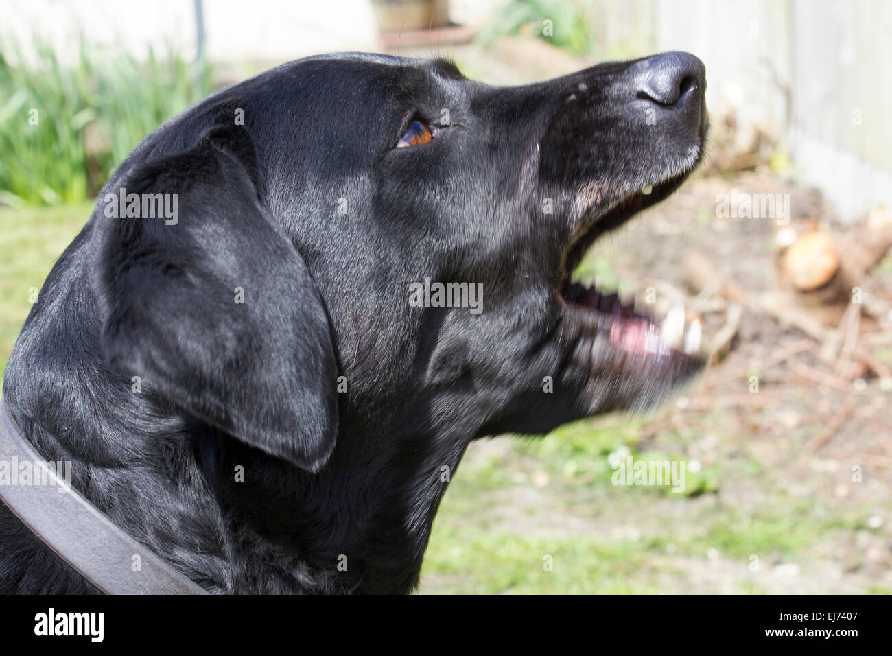 Aggressiven schwarzen Hund mit Bewegung im Unterkiefer Stockfoto