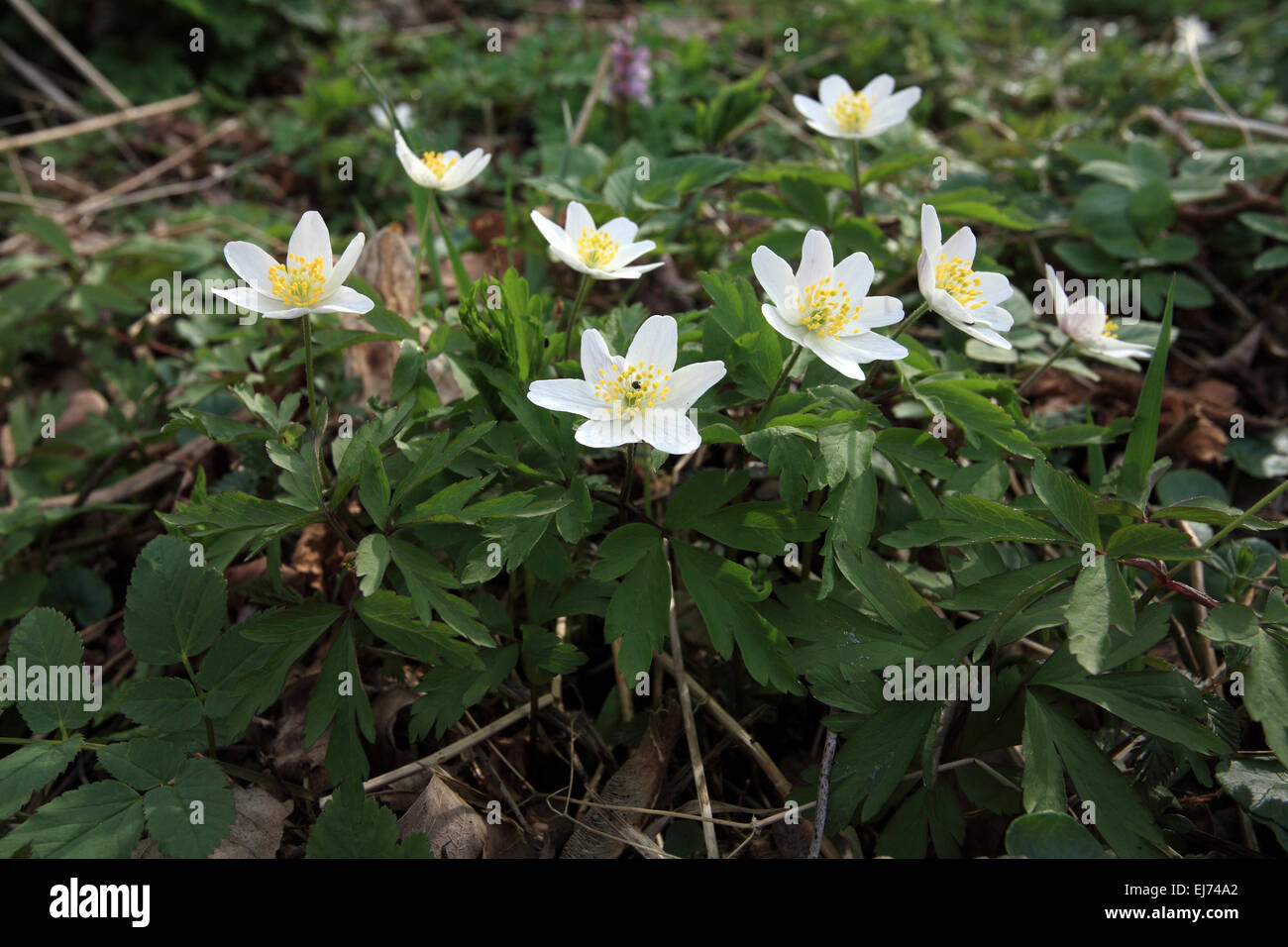 Anemone Nemorosa, Buschwindröschen Stockfoto