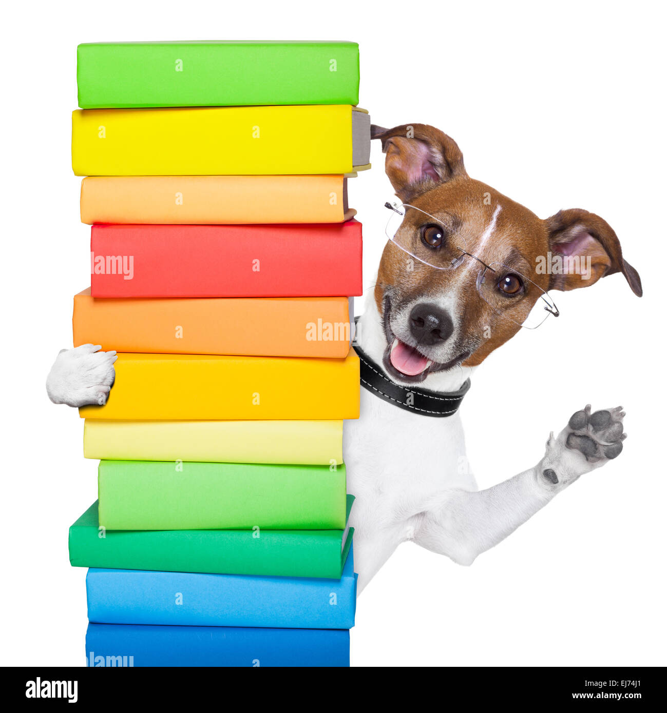 Hund und Bücher Stockfoto