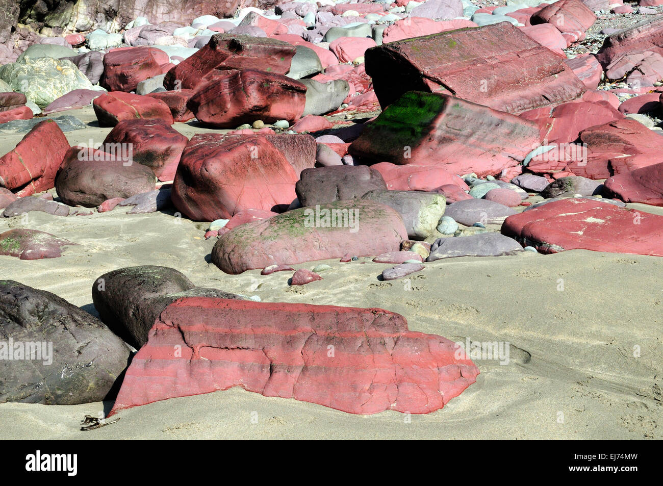 Roten Felsen und Kieselsteine am Strand Caerfai Bay St Davids Pembrokeshire Wales Cymru UK GB Stockfoto