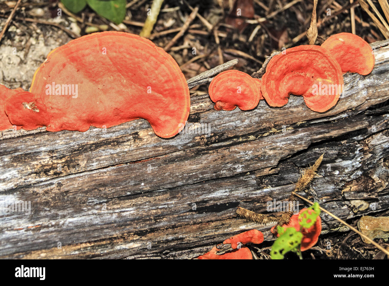 Halterung Pilz auf eine Log-Yucatan-Mexiko Stockfoto