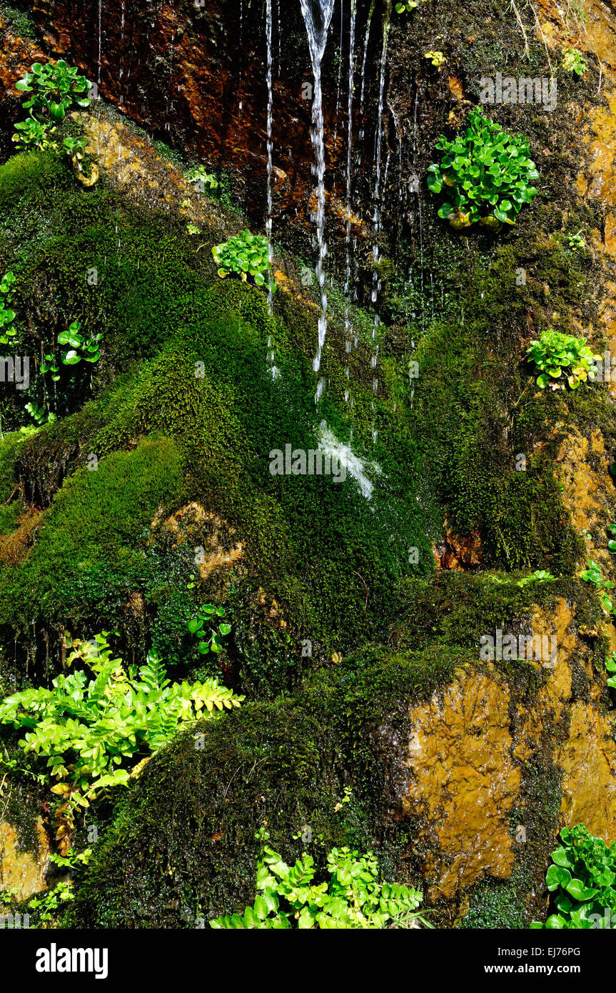 Wasser fließt über Moos bedeckt Felsen im Frühjahr Caerfai Bay St Davids Pembrokeshire Wales Cymru UK GB Stockfoto
