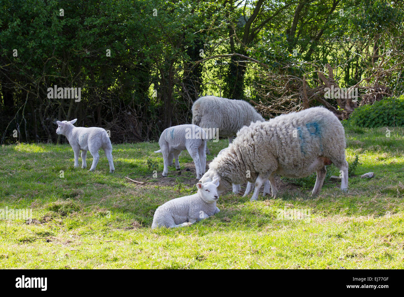 Frühjahr Lämmer mit ihren Müttern Stockfoto