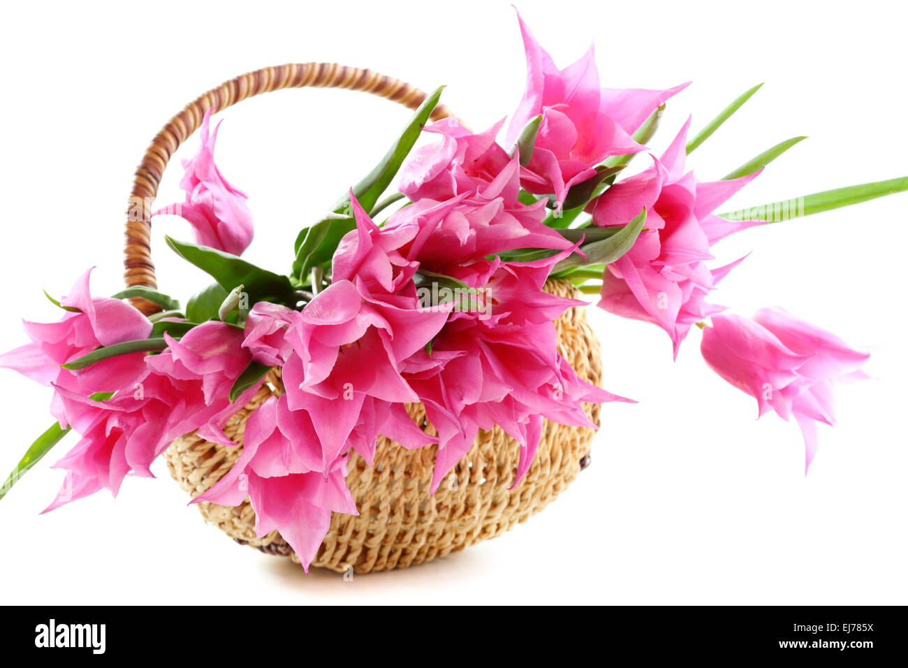 Rosa Tulpen in Weidenkorb. Stockfoto