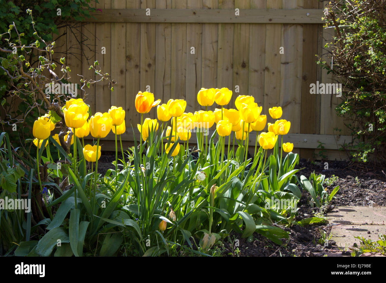 Patch von sonnig gelbe Tulpen. Stockfoto