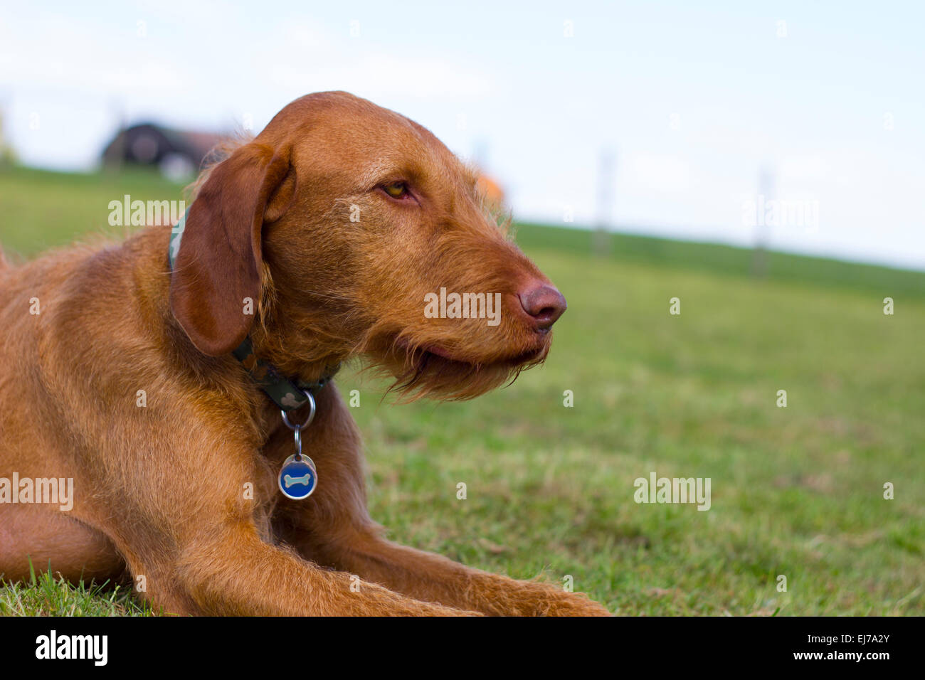 Ungarischer Vizla Stockfoto