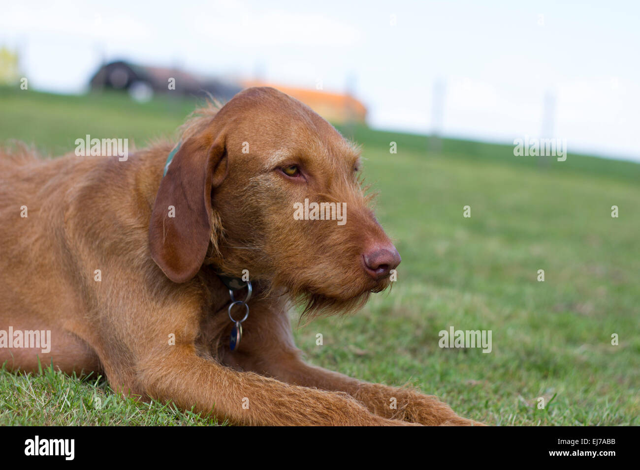 Ungarischer Vizla Stockfoto