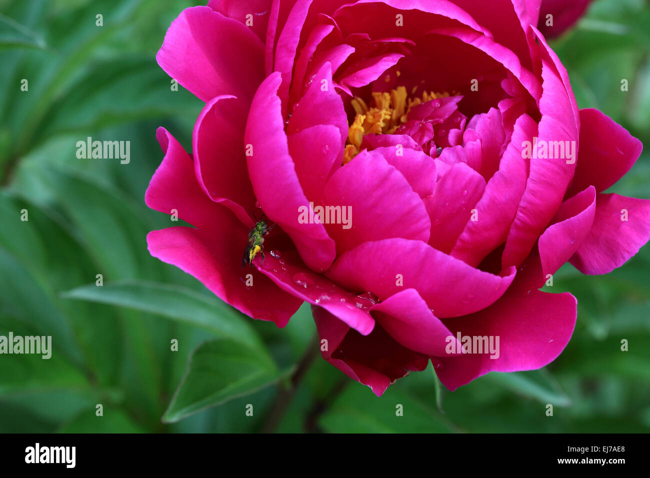 Hell rosa Pfingstrose Blume mit kleinen grünen Bug auf einem Blütenblatt Stockfoto