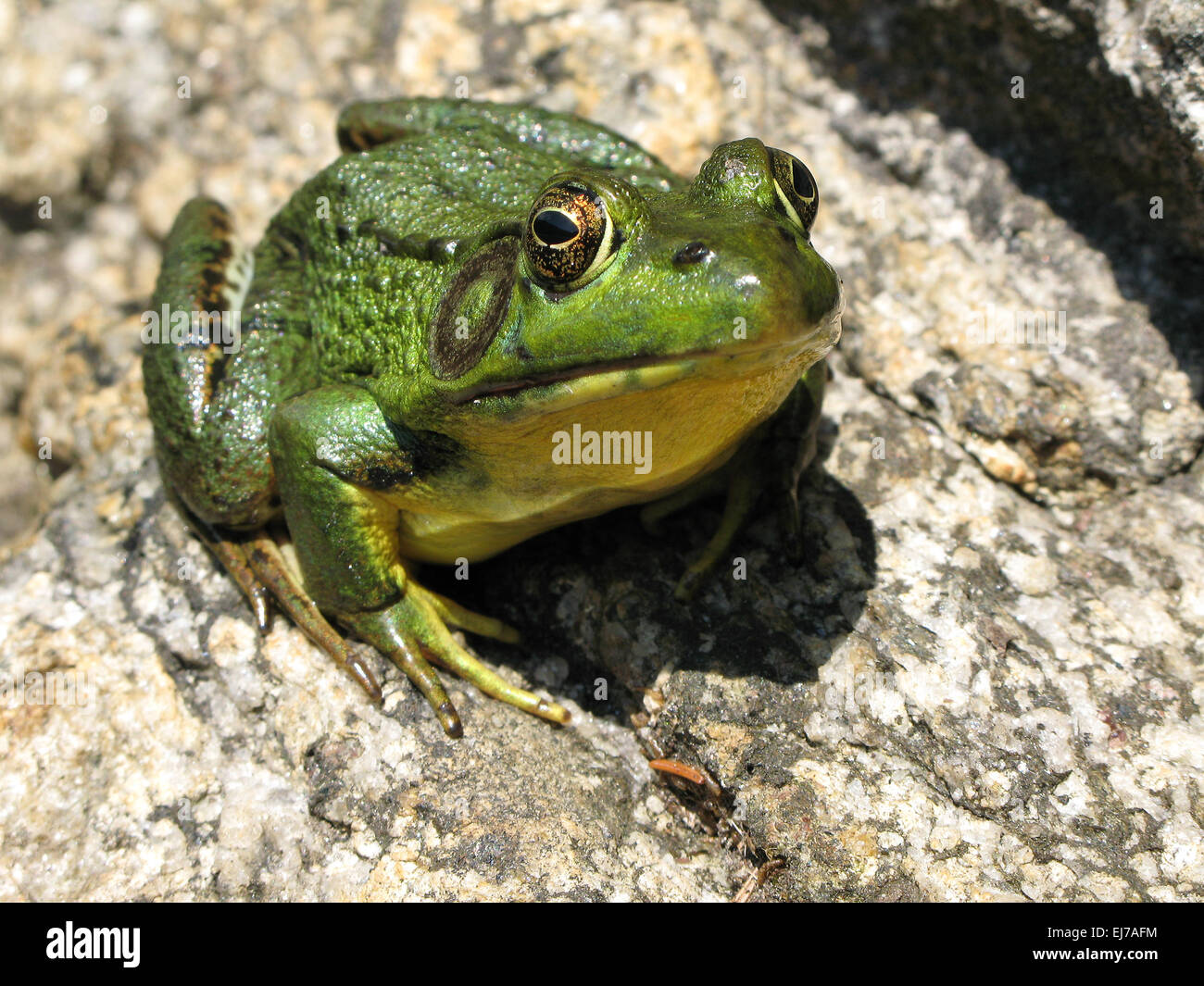 Große grüne Bullfrog, Rana Catesbeiana, im Teich Stockfoto