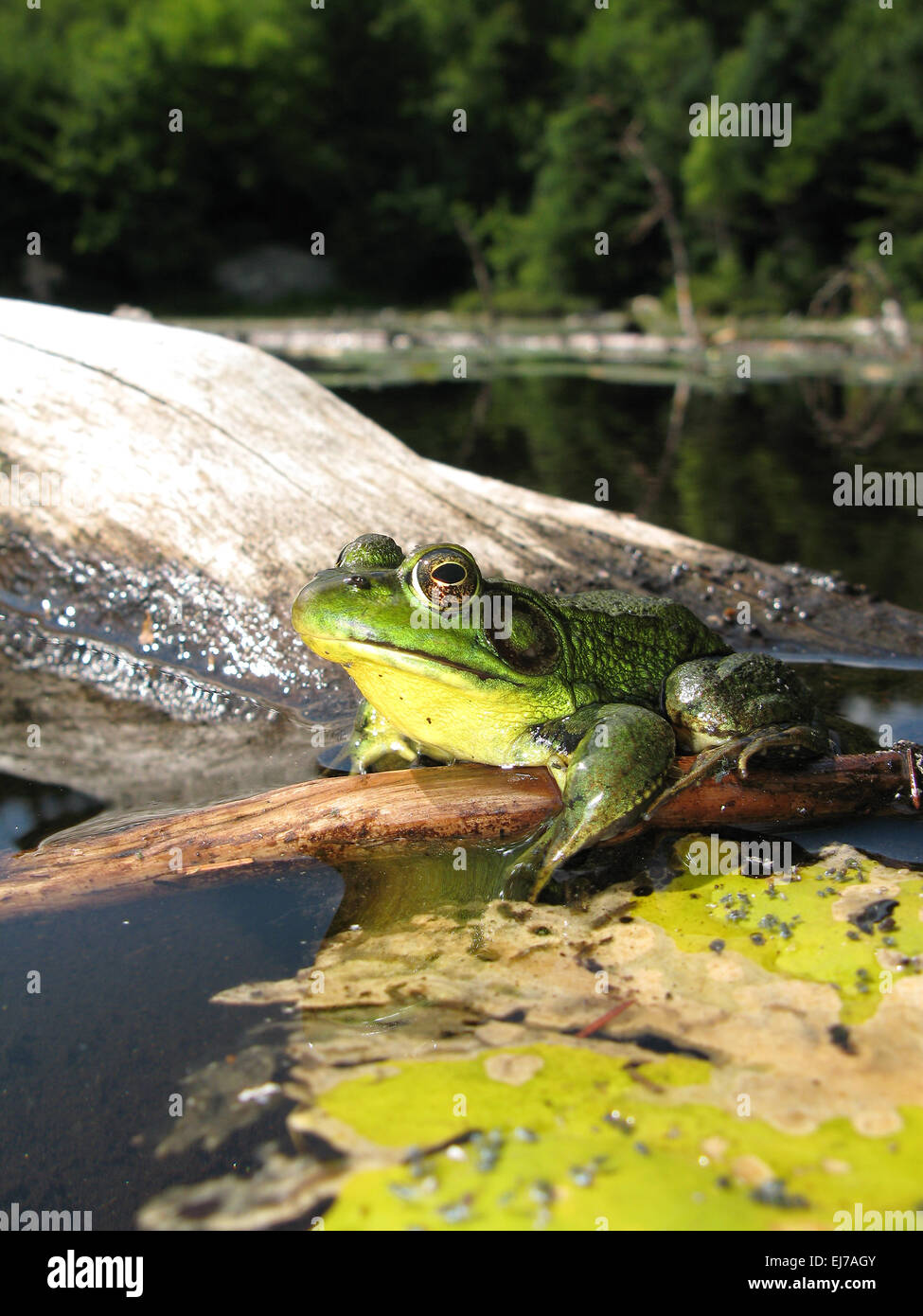 Große grüne Bullfrog, Rana Catesbeiana, im Teich Stockfoto