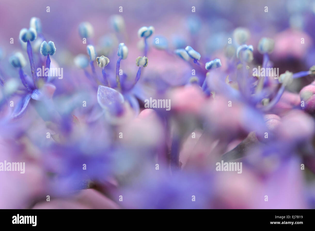 Lila Blüten in der Mitte ein Lacecap Hortensie. Extreme Nahaufnahme. Stockfoto