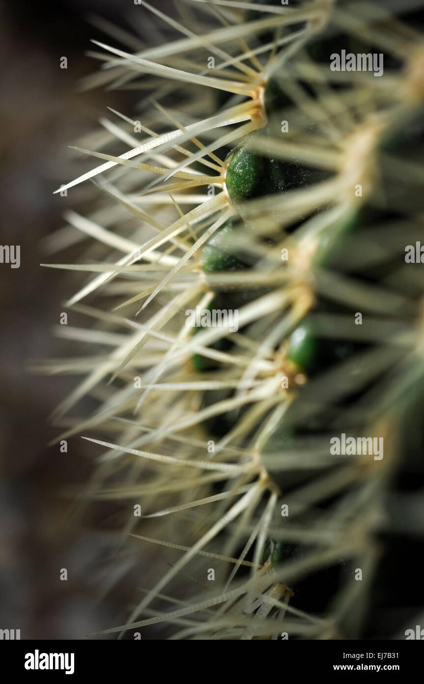 Nahaufnahme von den sonnenbeschienenen Stacheln eines Kaktus. Stockfoto