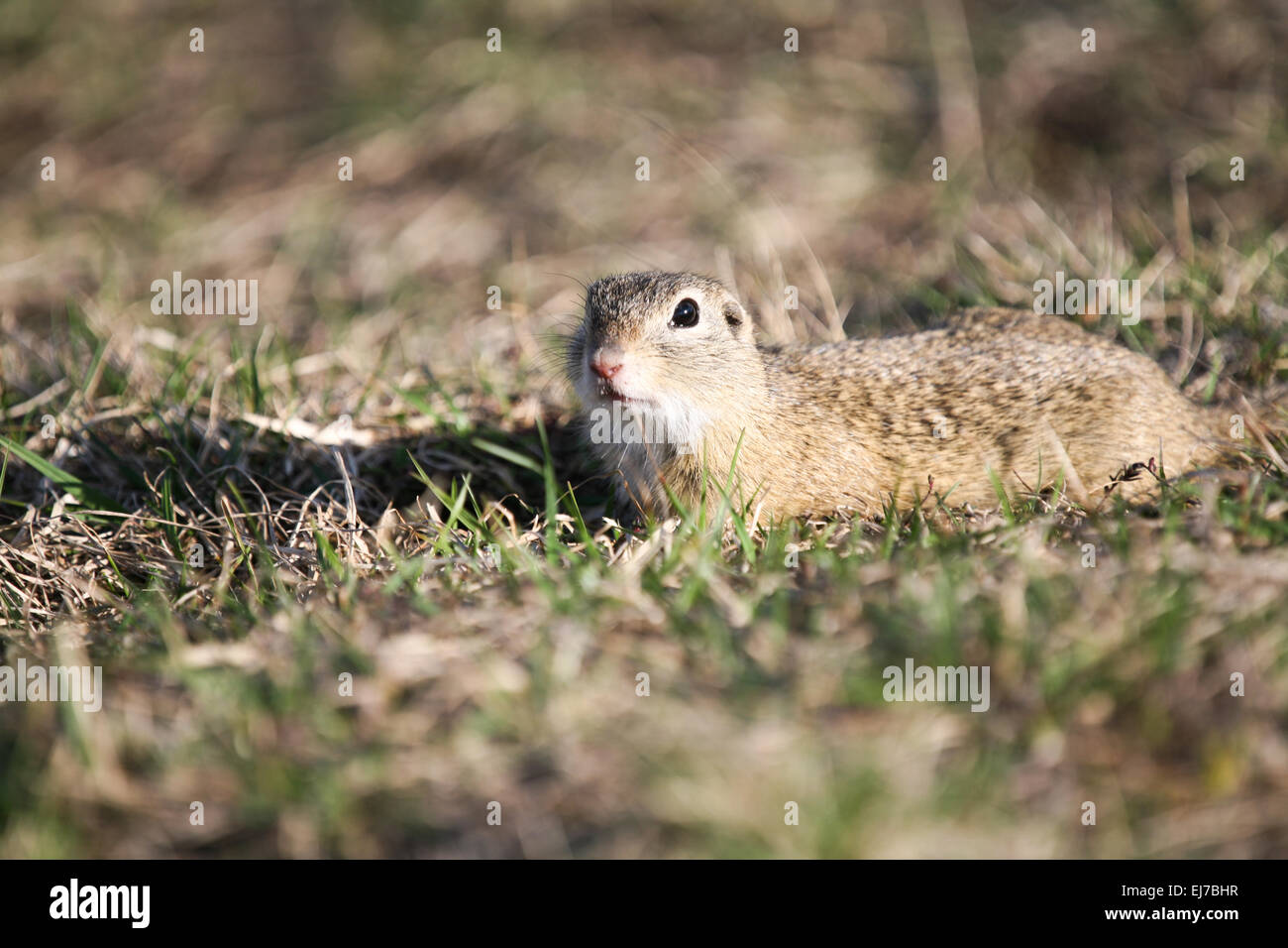 Europäische Ziesel Stockfoto