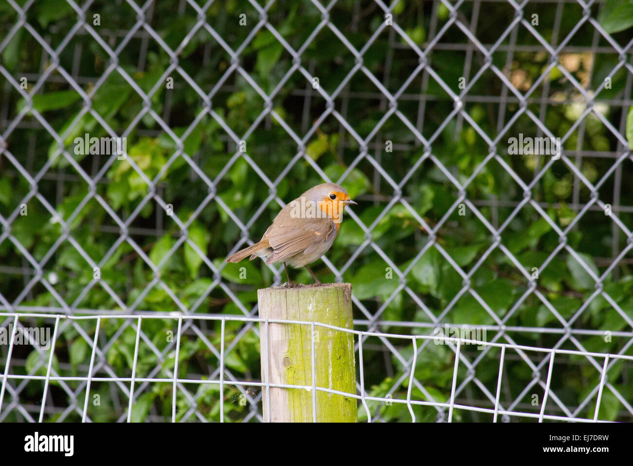 Einzelne rote breasted Robin auf einem hölzernen Pfosten Stockfoto