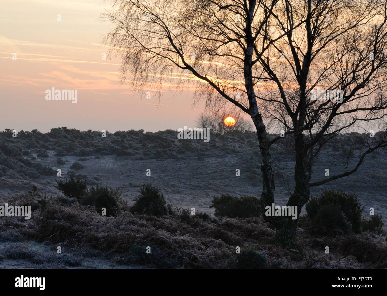 Die Sonne hängt in den Zweigen einer Silberbirke Baum an einem frostigen Morgen Stockfoto