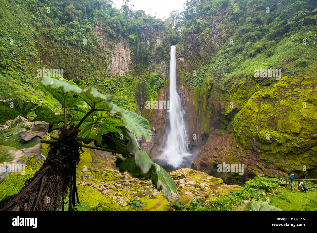 Costa Rica Toro Rio Cuarto de Grecia Costa Rica Nebelwald, Regenwald ... Costa Rica Toro Rio Cuarto de Grecia Costa Rica Nebelwald, Regenwald ...