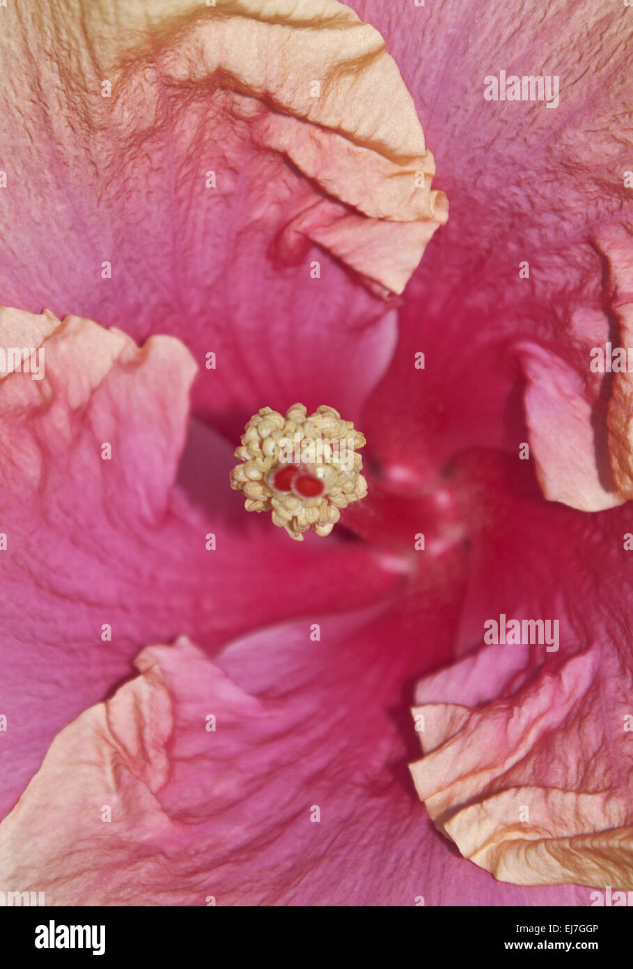 Hibiskus Stockfoto