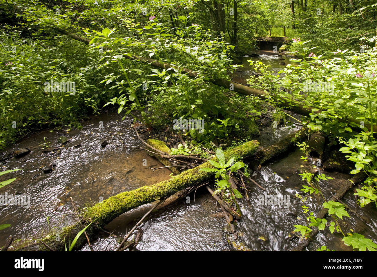 Landschaft Elbschebach, Witten, Deutschland Stockfoto