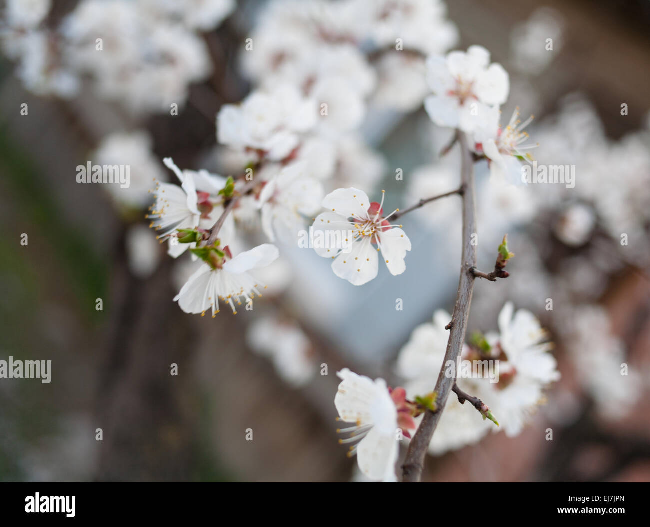 Kirschblüte im freien Stockfoto