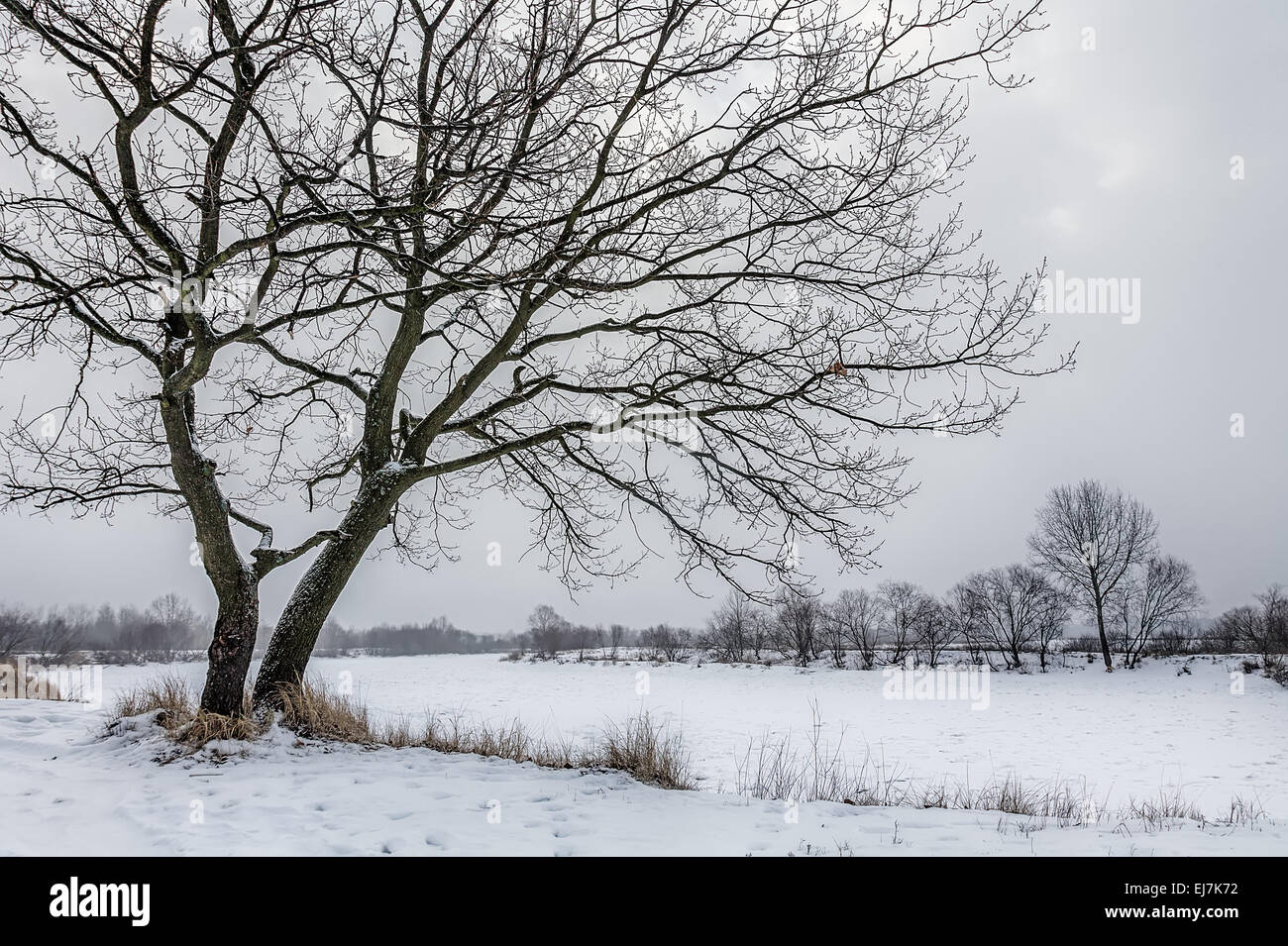 Einsamer Baum Stockfoto
