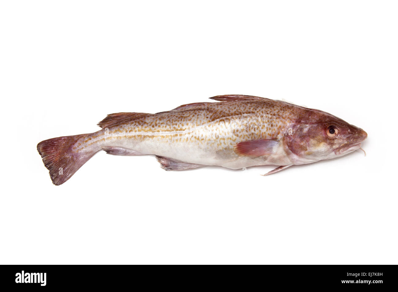 Gesamte Atlantischer Kabeljau (Gadus Morrhua) Fisch, isoliert auf einem weißen Studio-Hintergrund. Stockfoto