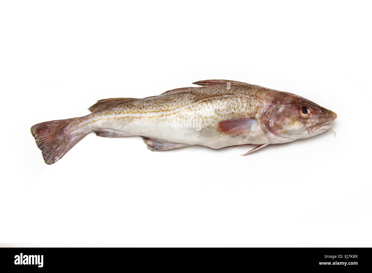 Gesamte Atlantischer Kabeljau (Gadus Morrhua) Fisch, isoliert auf einem weißen Studio-Hintergrund. Stockfoto