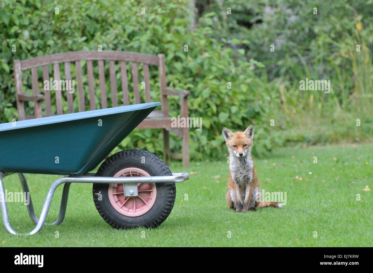 Fuchs (Vulpes Vulpes) in einem Vorort Garten, Surrey, Engalnd Stockfoto