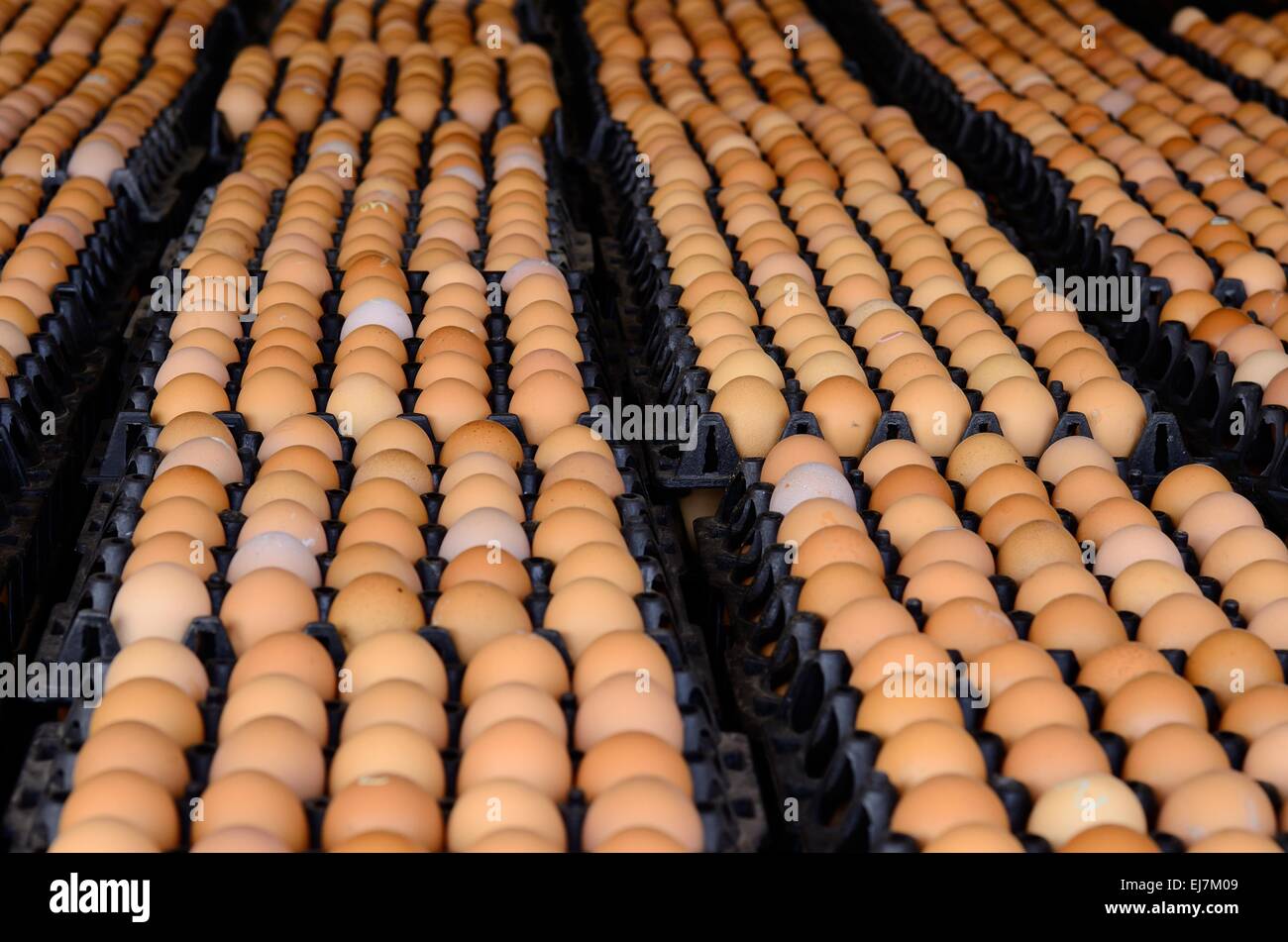Viele braunen Eiern in Kunststoff Karton Tablett Stockfoto
