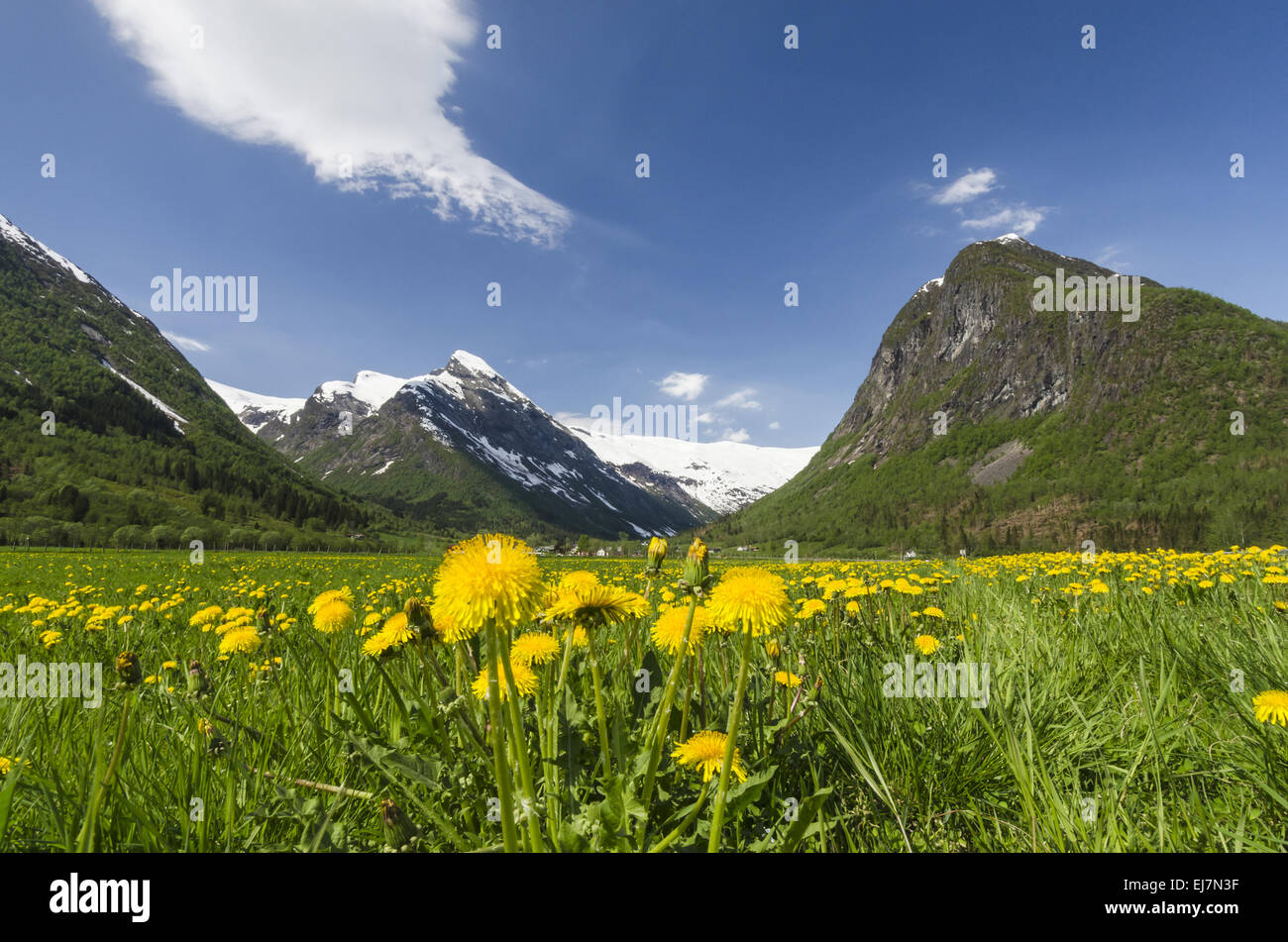 Feder, Boeyadalen, Sogn Og Fjordane, Norwegen Stockfoto