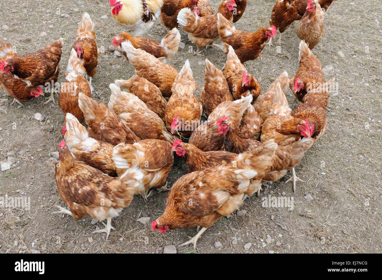 Jeder will der erste - Huhn Stockfoto