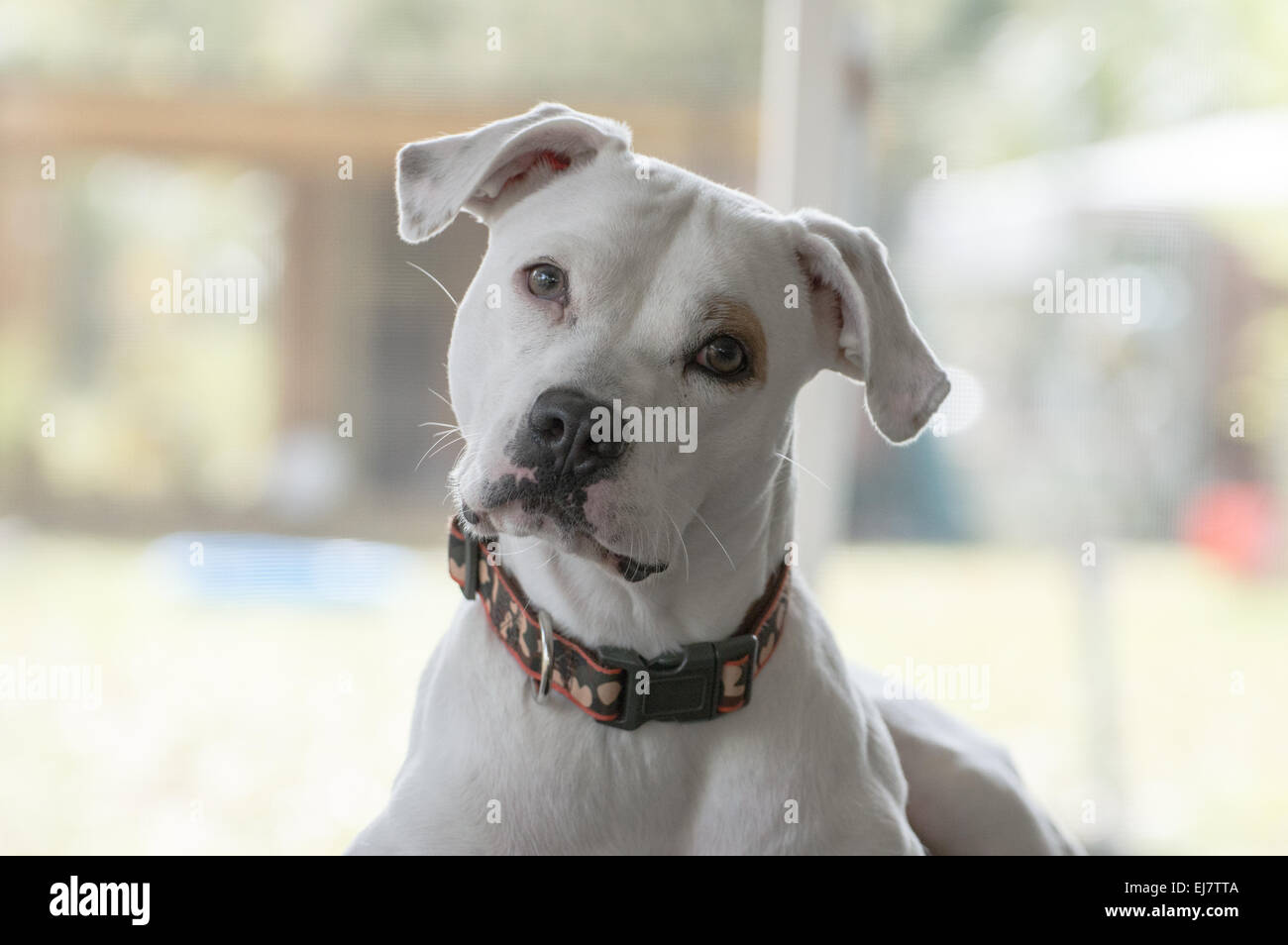 Komischer Blick auf Familienhund, Pitbull Stockfoto