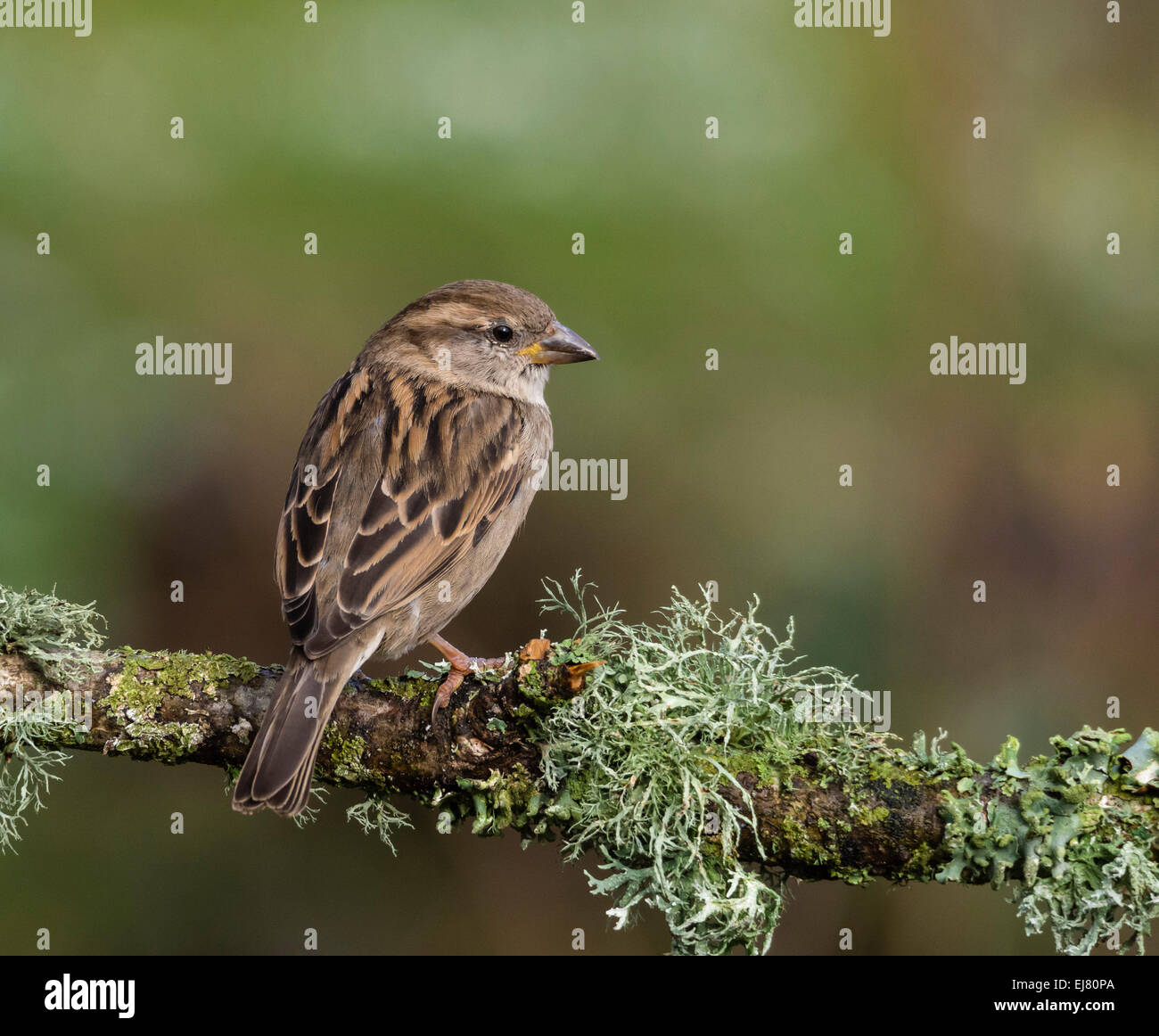 Haussperling (Passer domesticus), weiblich, auf Zweig, Dorset, England, Großbritannien thront. Stockfoto