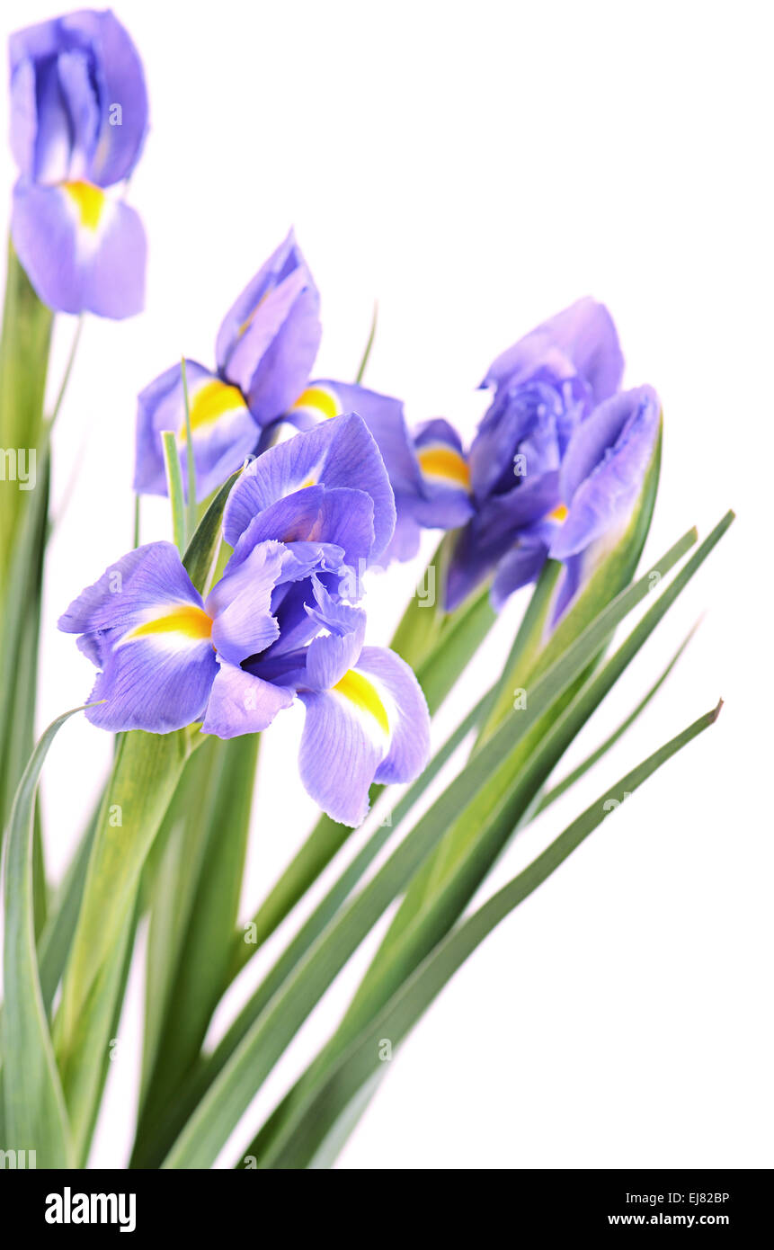 Blaue Iris isoliert auf weißem Hintergrund Stockfoto