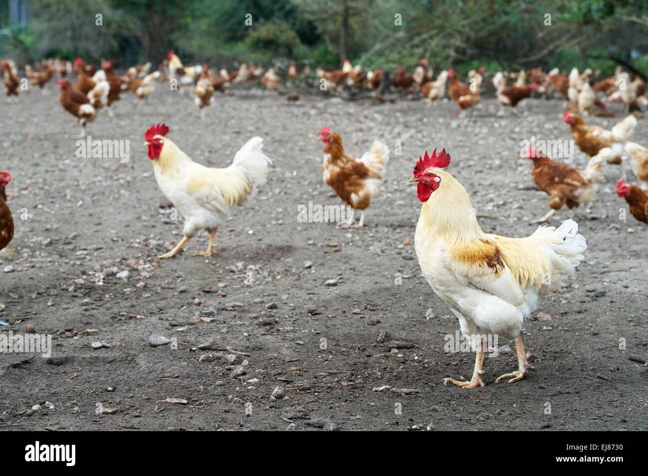 Den Niederlanden. Barneveld. 24.09.2014. ein Bauernhof mit Hühnern. Stockfoto