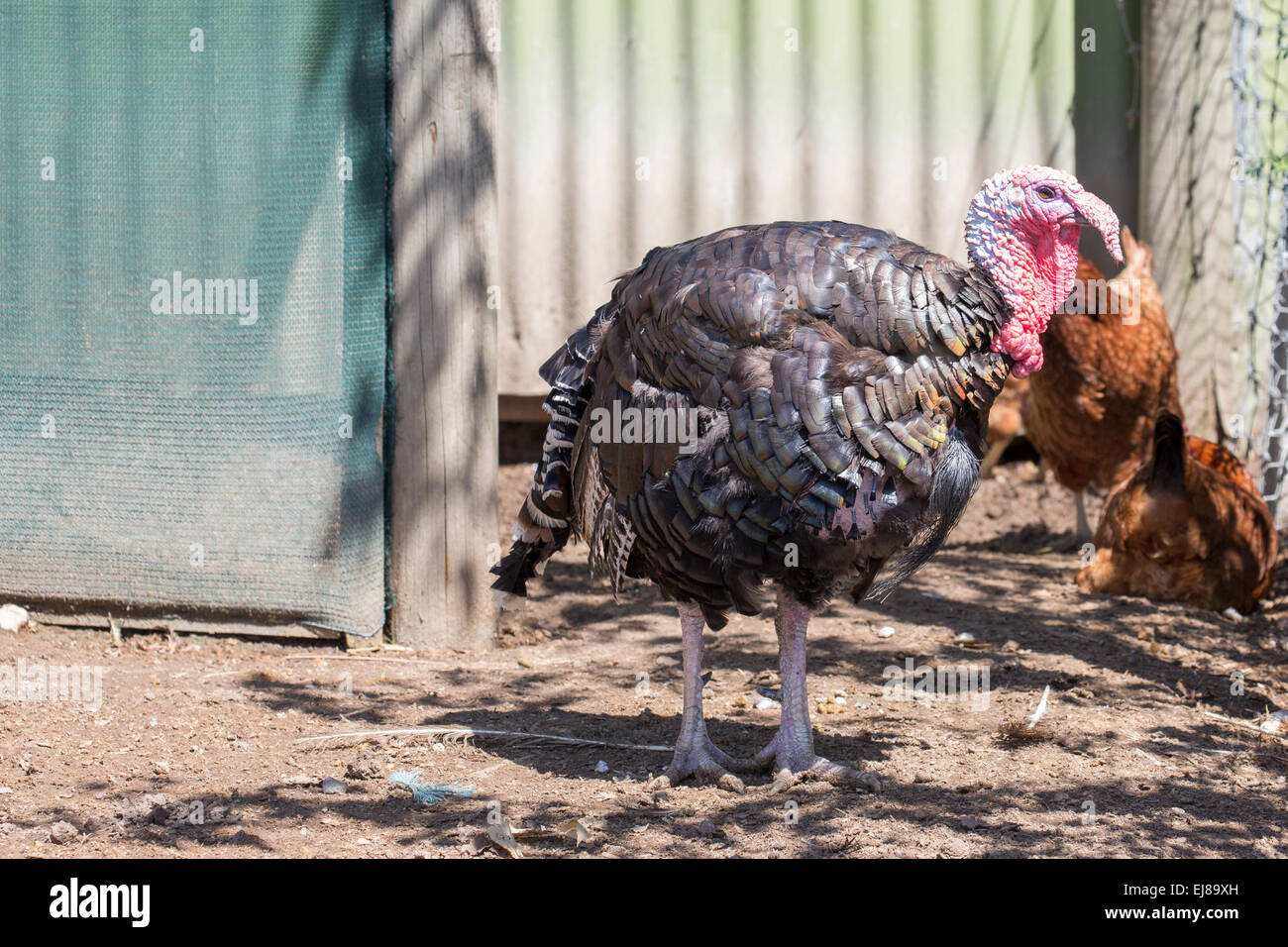 Turkei Stockfoto