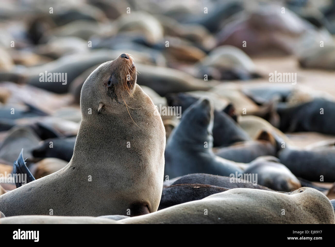 Kap-Seebär in Cape Cross, Namibia mit geringen Schärfentiefe Stockfoto