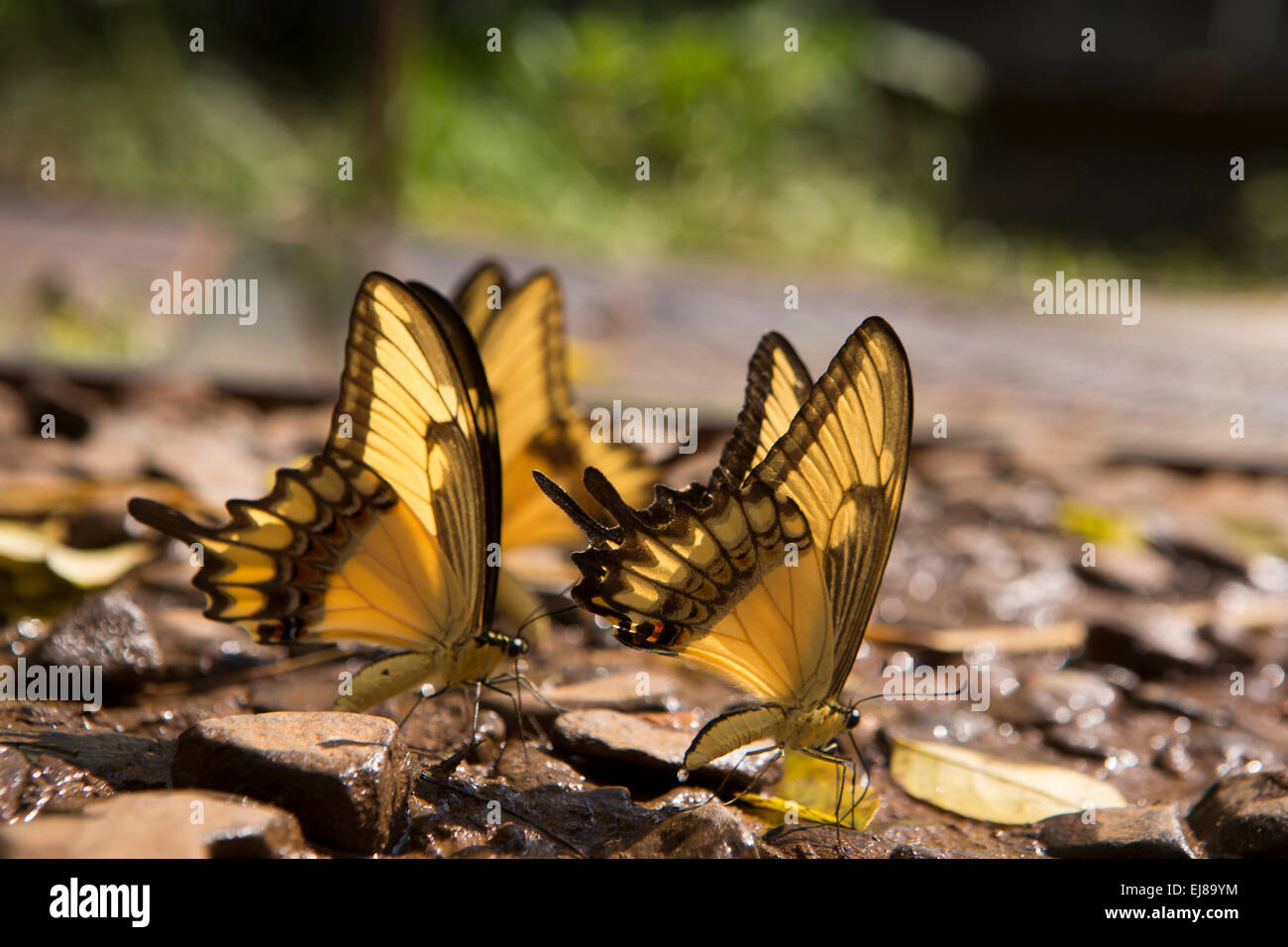 Argentinien, Schmetterlinge Iguazu Falls National Park, Nasenbär breit gebändert Schwalbenschwanz Papilio Astyalus trinken Feuchtigkeit aus sand Stockfoto