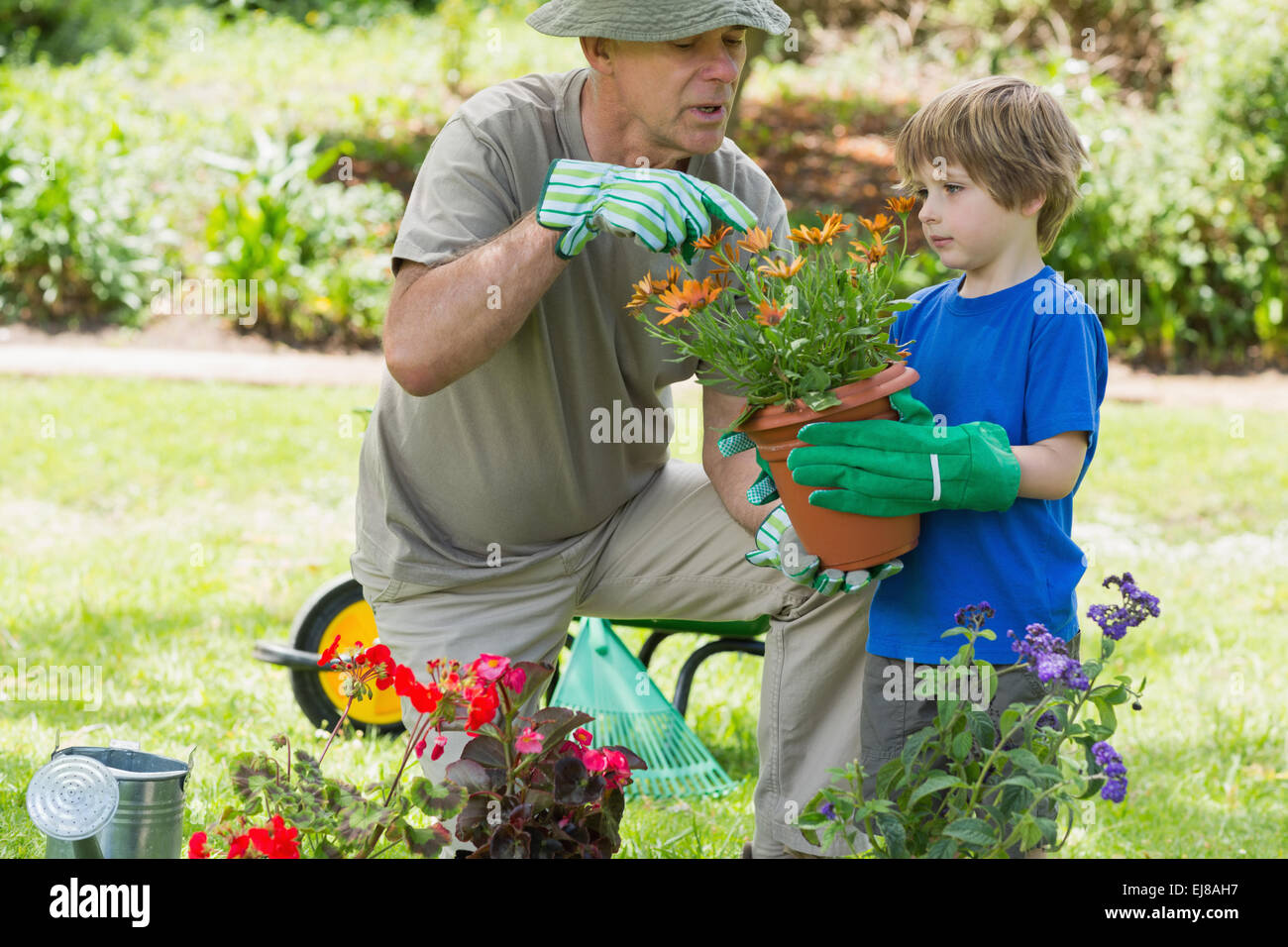 Großvater und Enkel, die engagiert bei der Gartenarbeit Stockfoto