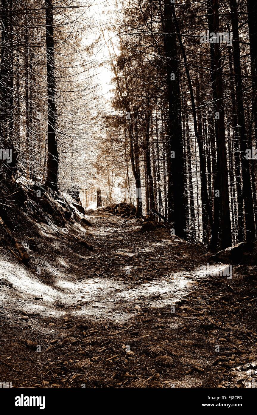 Weg in den dunklen Wald-Sepia Stockfoto