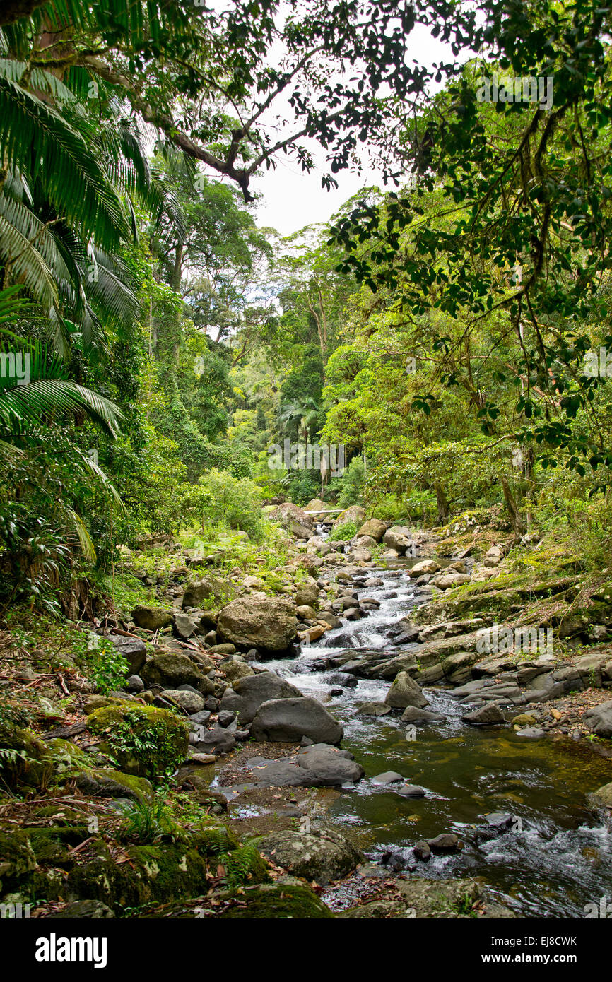 eine australische Landschaft mit Bach im Wald Stockfoto