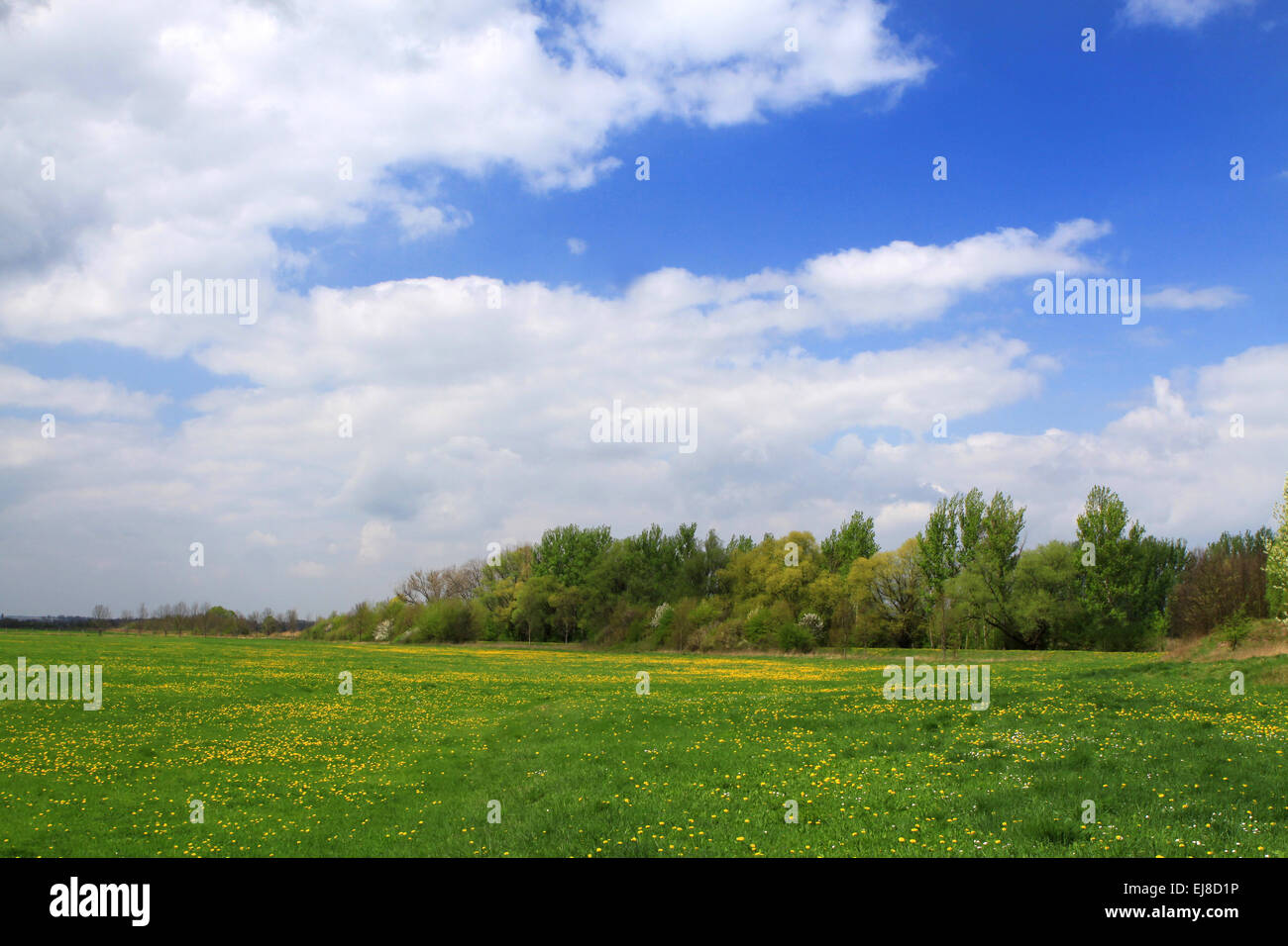 Wiese mit Löwenzahn Stockfoto