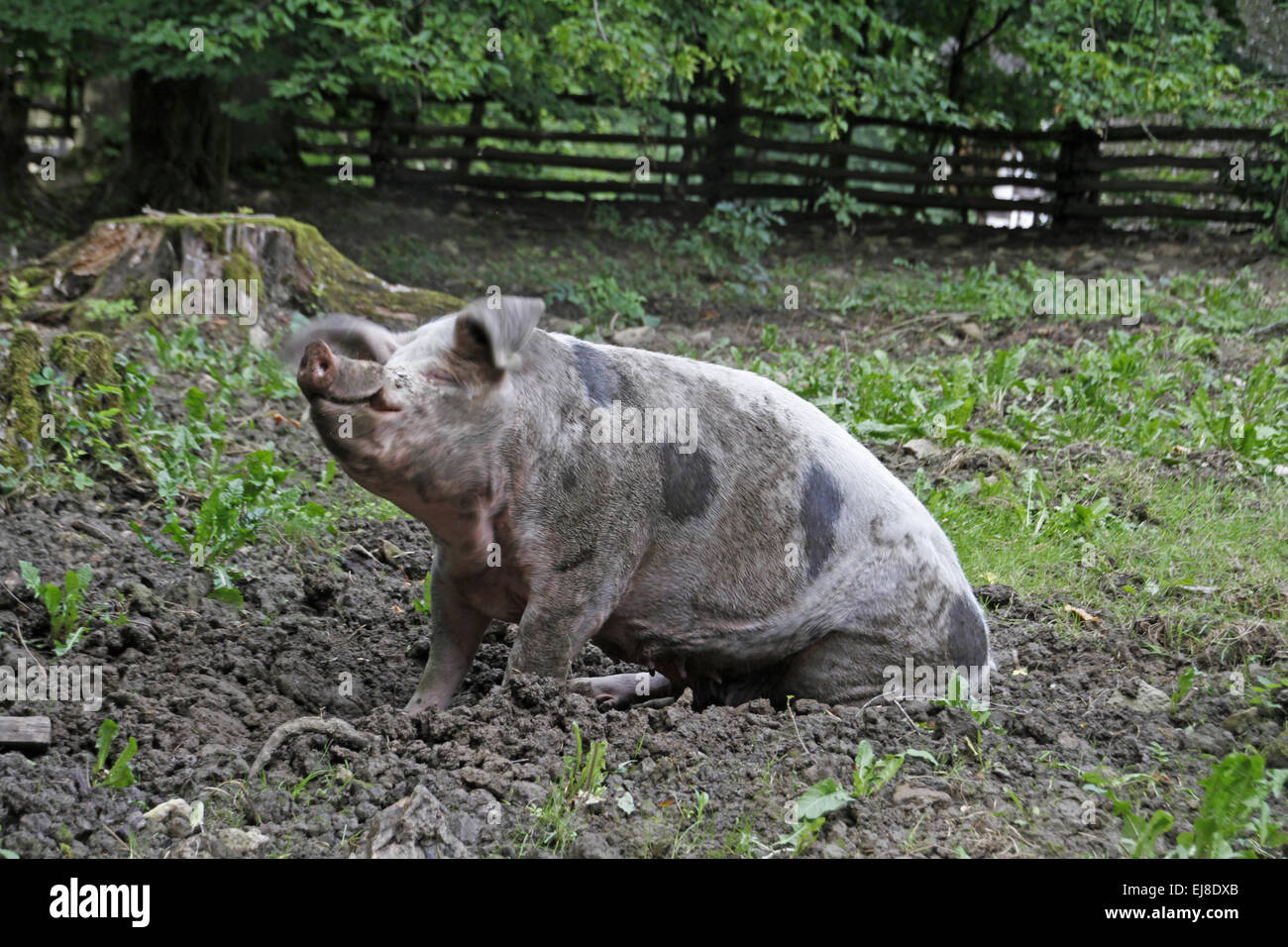 Bentheim schwarz pied Stockfoto